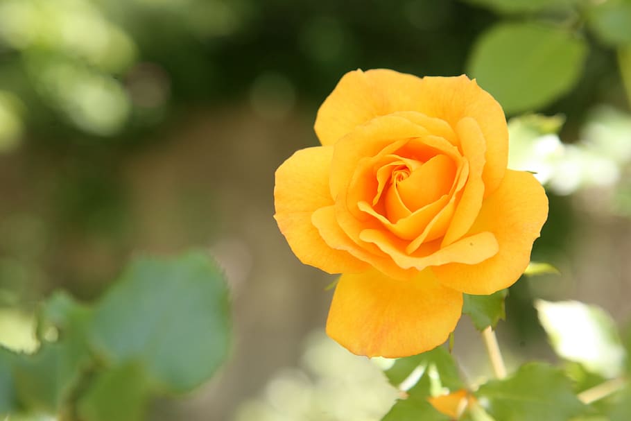 rose, flowers, spring, nature, landscape, plants, garden, yellow HD wallpaper