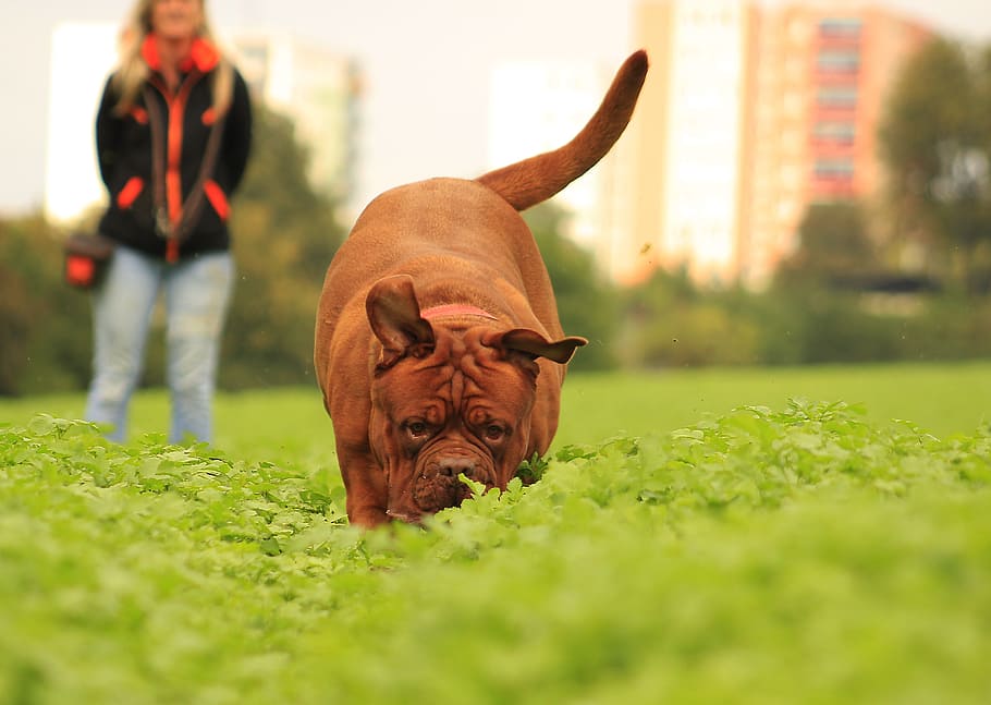 dog, mastiffs, bordeaux, dogue, outdoors, summer, funny, adult HD wallpaper