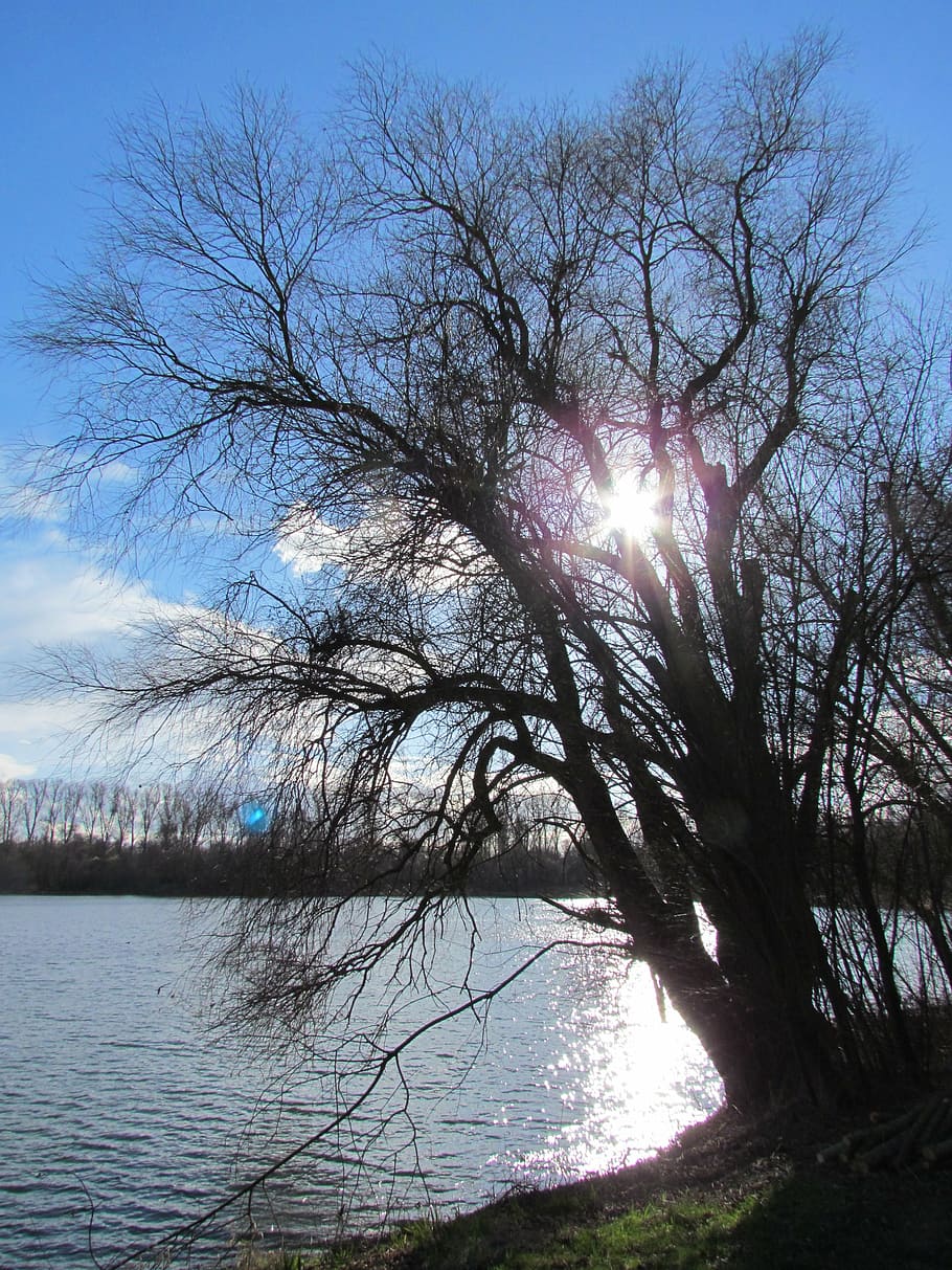 lake, nature, tree, back light, clouds, sun, sky, bodnar, water HD wallpaper