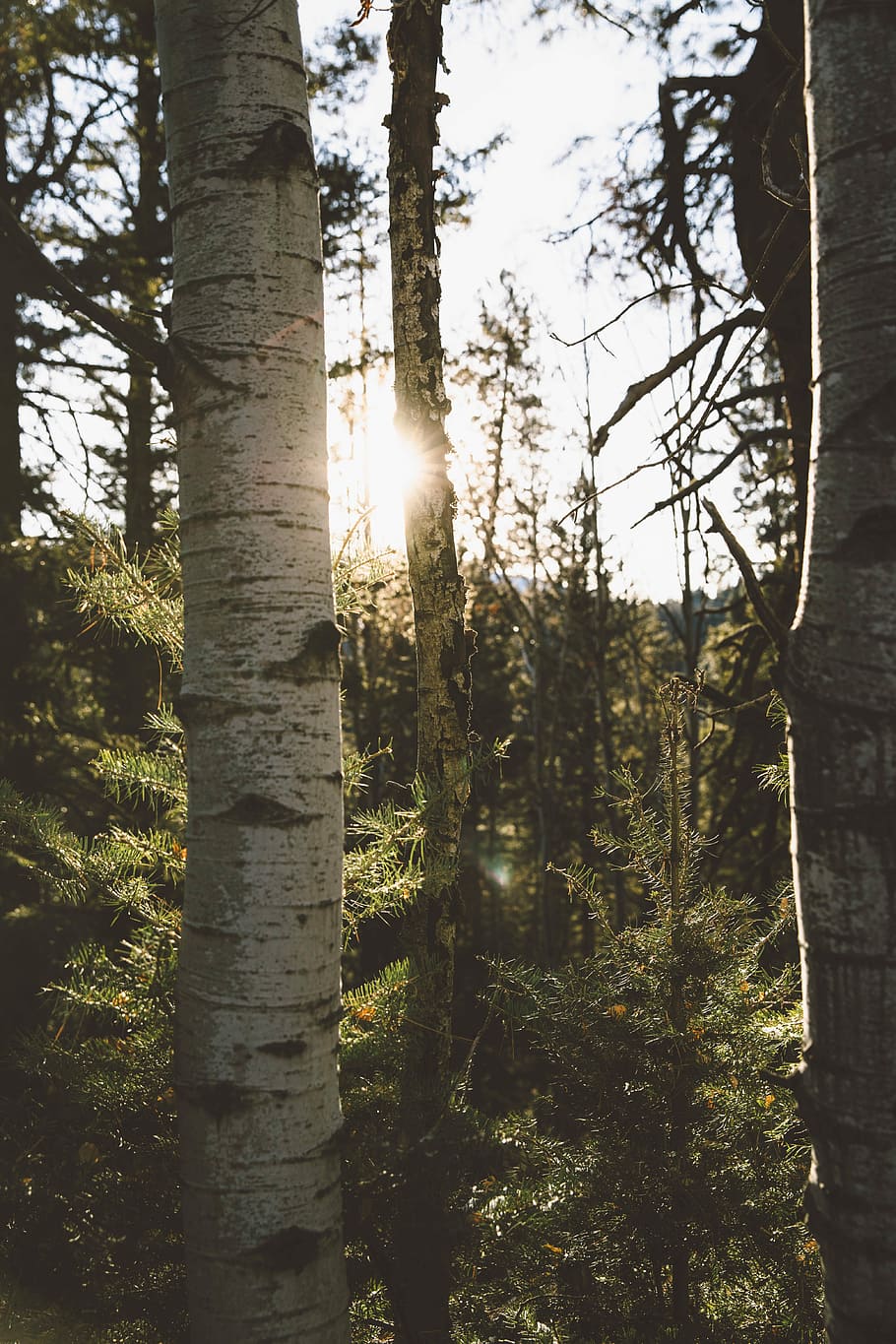 shallow focus photo of trees during daytime, photo of birch trees HD wallpaper