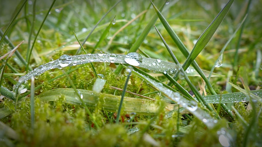 selective focus photography of water dew on grass leaves, Drip