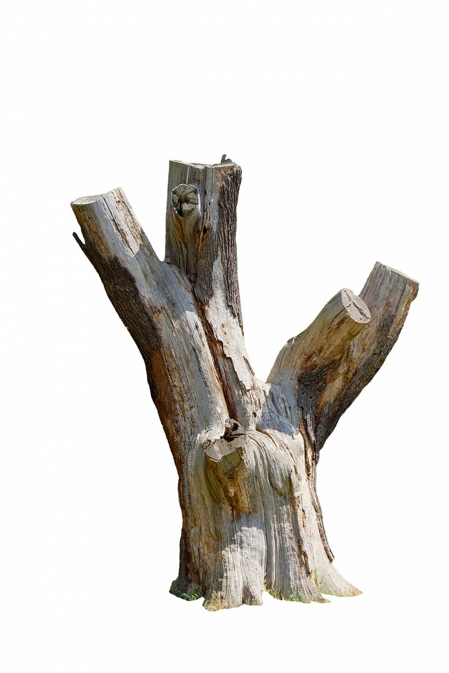 three trunk, tree, stump, dead, close-up, texture, bark, isolated HD wallpaper
