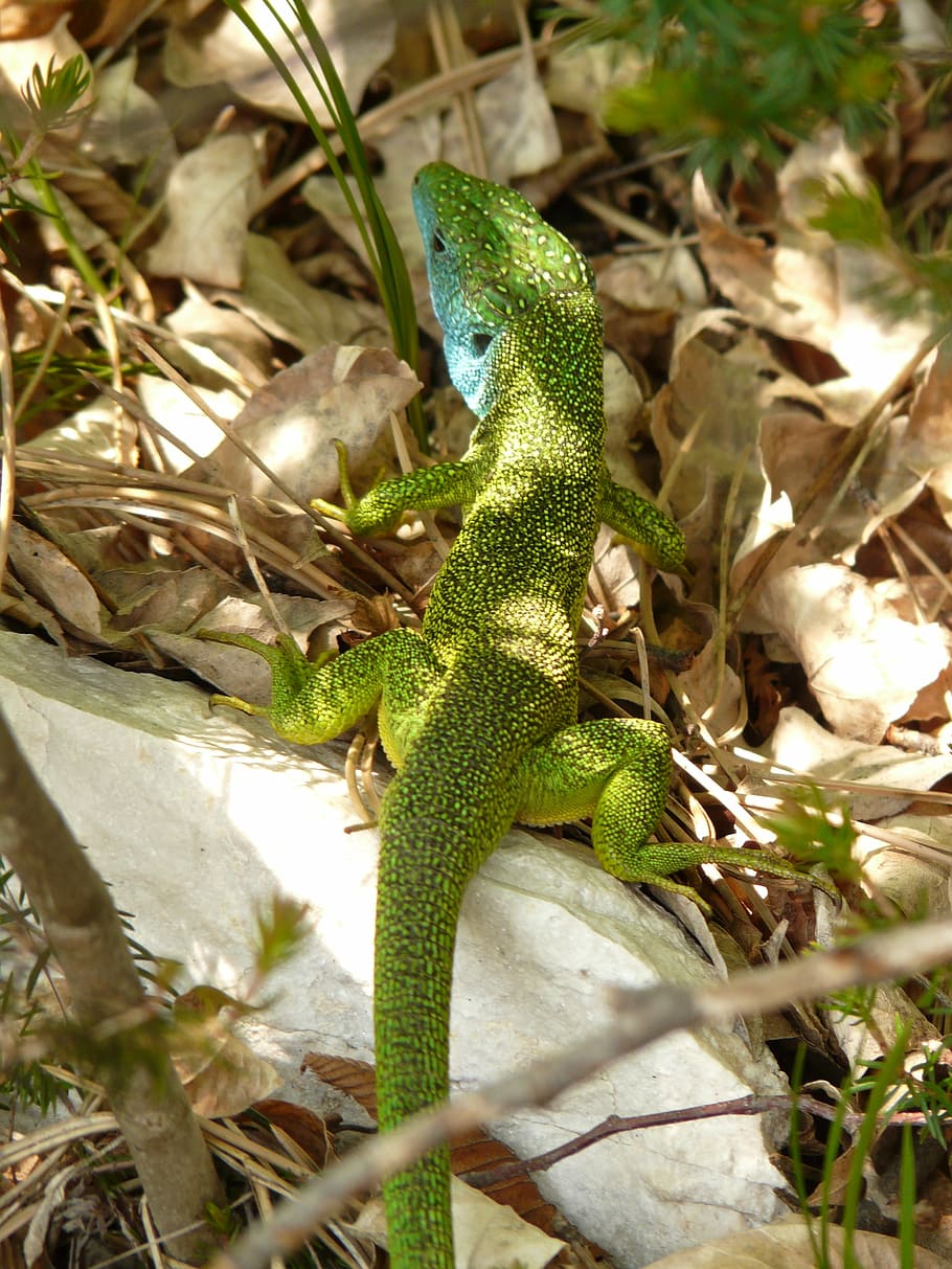 emerald lizard, reptile, animal, fauna, creature, nature, animal world HD wallpaper
