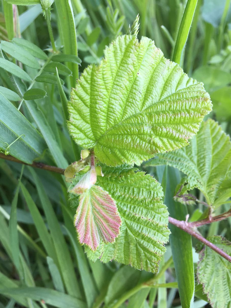 hazelnut leaves, spring, green, leaf, plant, fresh, nature HD wallpaper