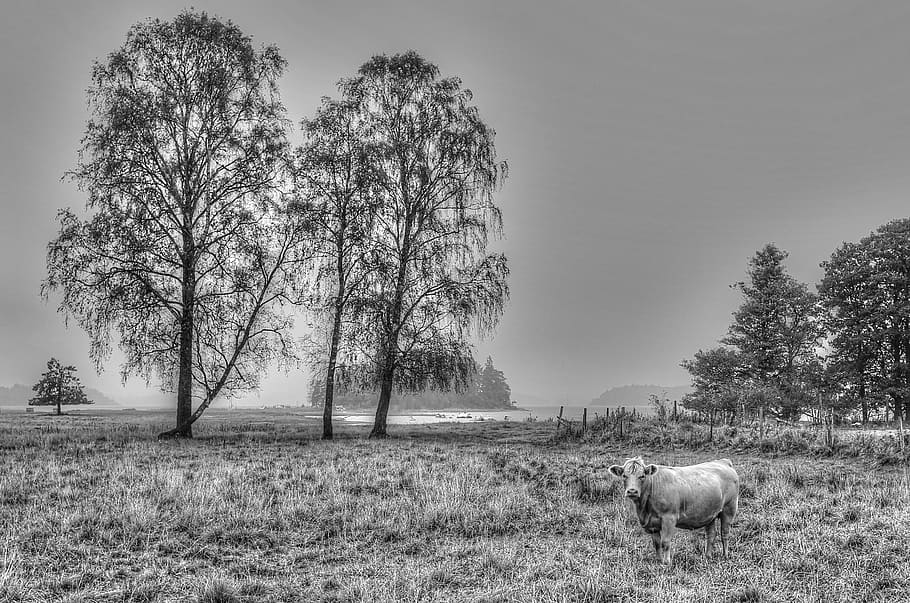 tree, birch trees, ko, hardwood, sweden, hdr, black and white HD wallpaper