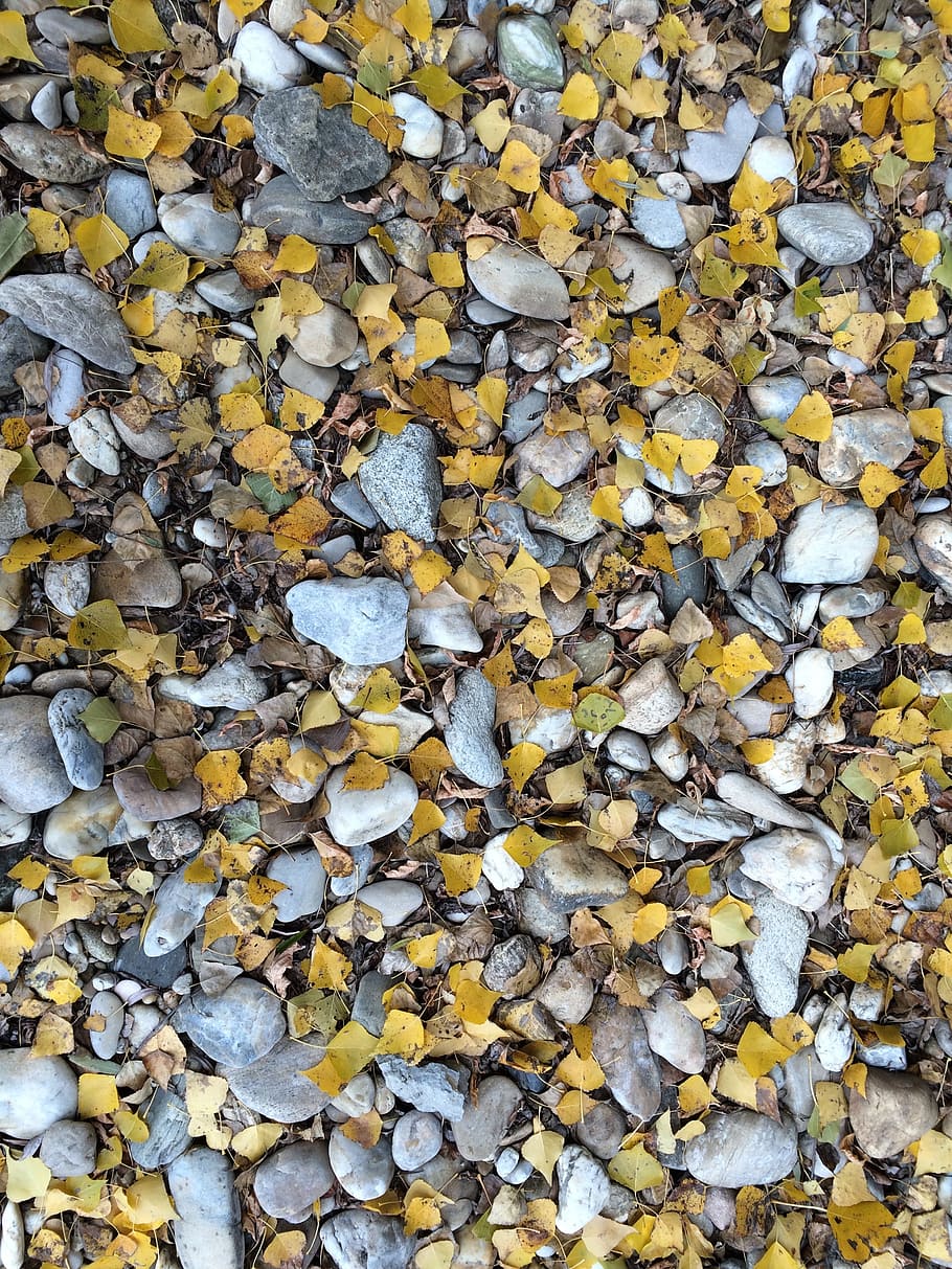 stones, colorful, structure, pebble, many, leaves, autumn, abundance HD wallpaper