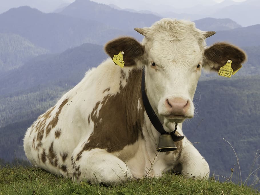 Calf, Alm, Alpine, Upper Bavaria, cow, cattle, grass, animal, HD wallpaper