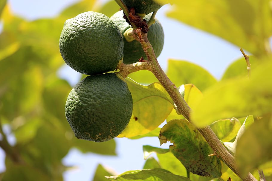 lemon, nature, tree, green, leaf, branches, healthy eating HD wallpaper