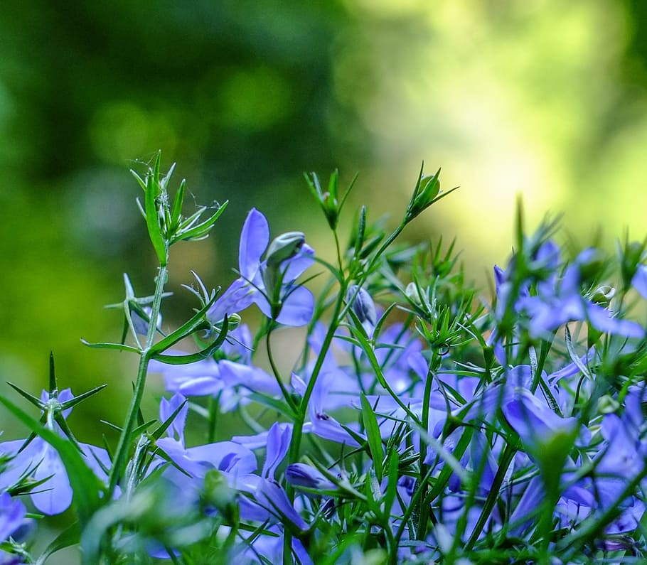 blossom, bloom, blue, flower, balcony plant, summer, although HD wallpaper