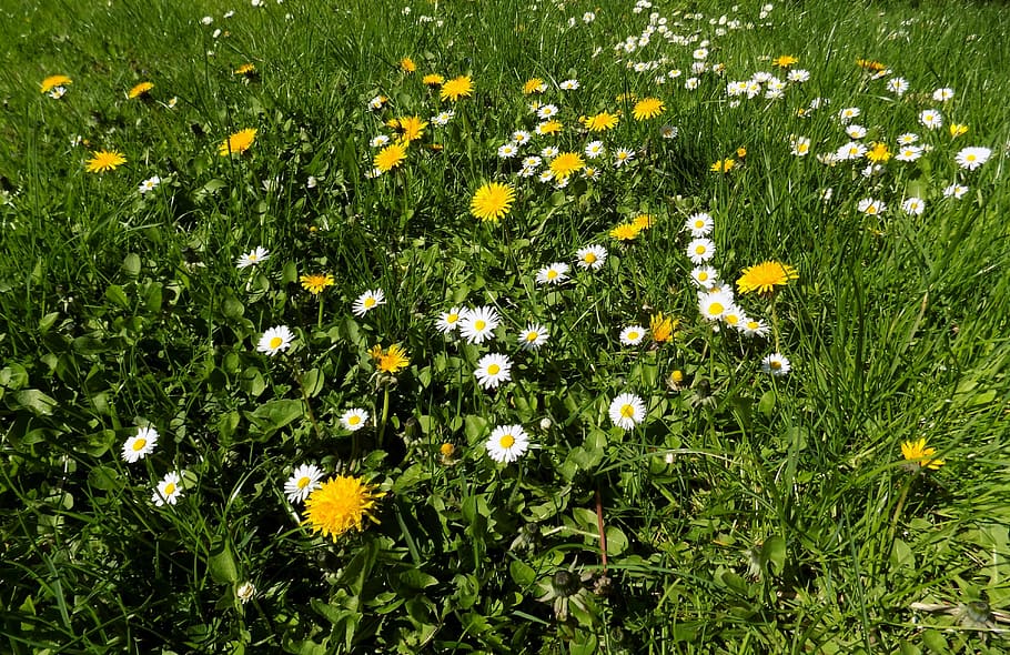 flower, garden, grass, spring, green, daisy, nature, meadow HD wallpaper