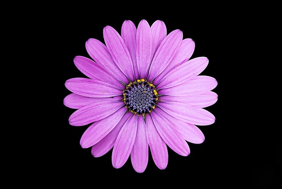 top view photo of purple daisy, purple daisy flower, pink, petal, HD wallpaper