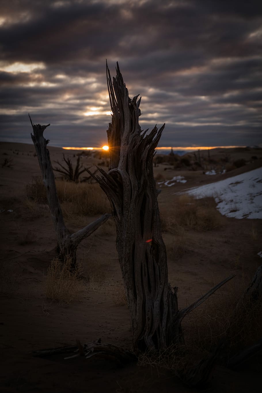 selective focus photography of driftwood, bare tree, night, dark HD wallpaper
