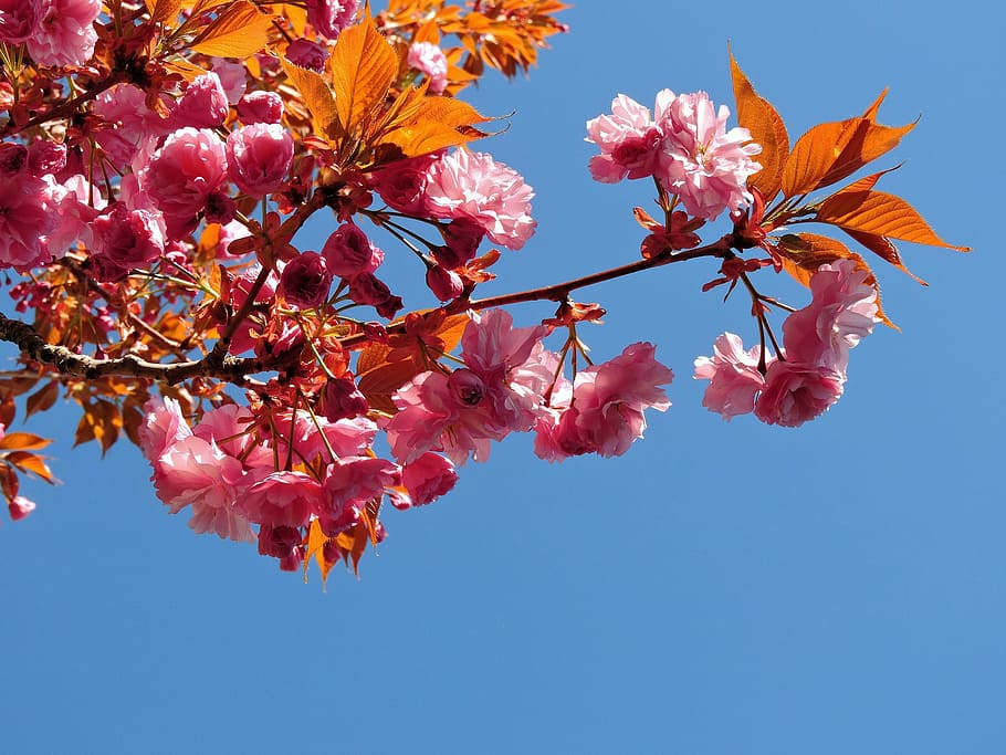 Tree, Blooming, Pink, Nature, Spring, blossom, sky, blue sky HD wallpaper