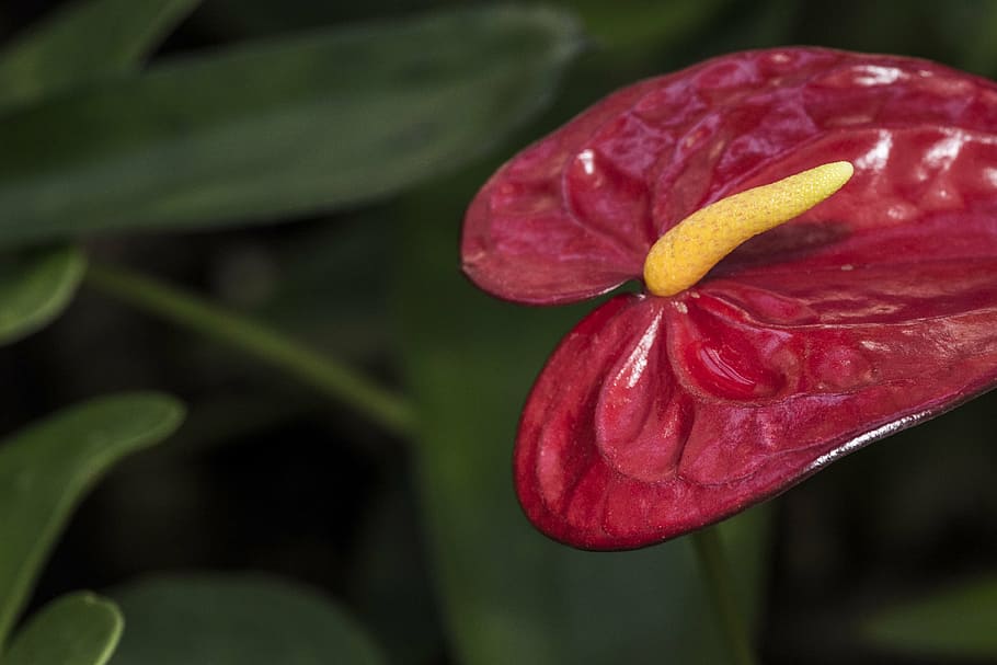 flower, red, highlight, macro, nature, plant, leaf, close-up HD wallpaper