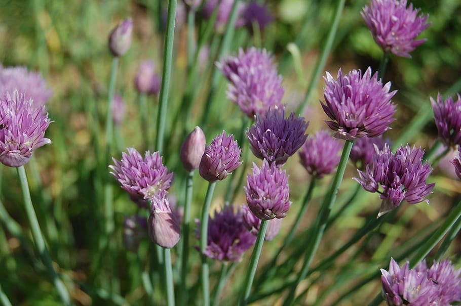chive, flowers chives, flowering plant, vulnerability, fragility HD wallpaper