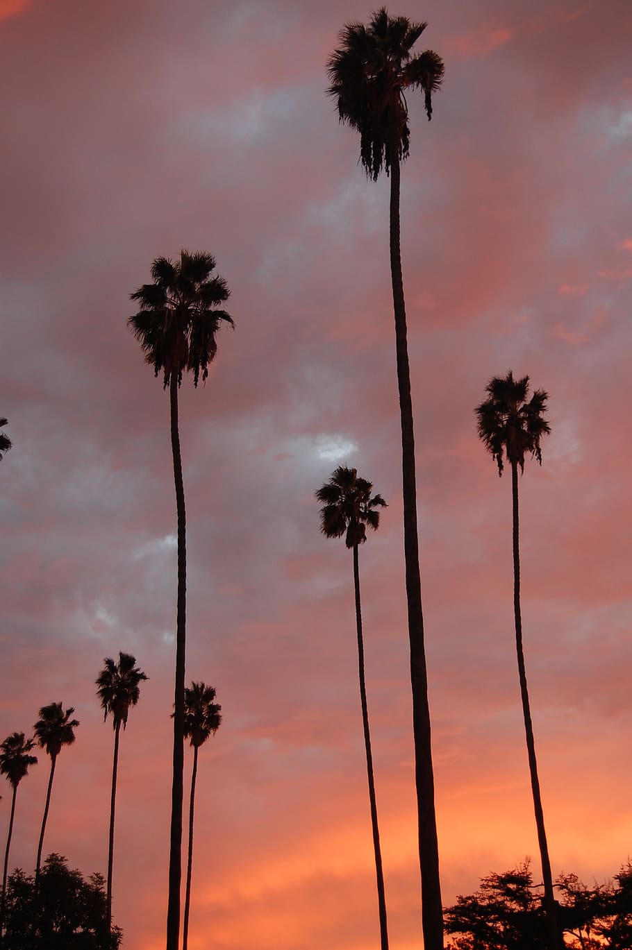 palm tree pink sunset wallpaper