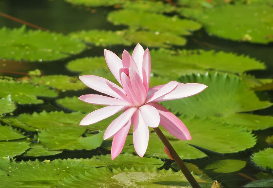 pool, nature, flora, leaf, flower, outdoors, environment, lotus HD wallpaper