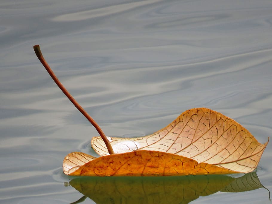 brown leaf floating on water at daytime, sea, cute, close up HD wallpaper
