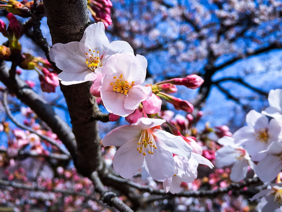 close-up photography of white petaled flowers, tokyo, spring HD wallpaper