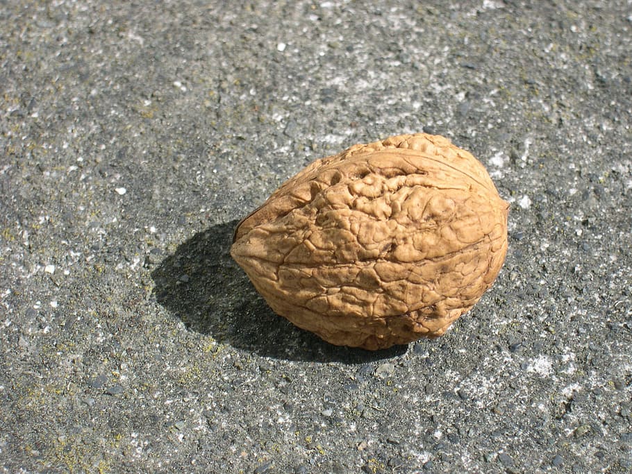unopened, fruit, walnut, walnuts, fruits, plants, flora, nature HD wallpaper
