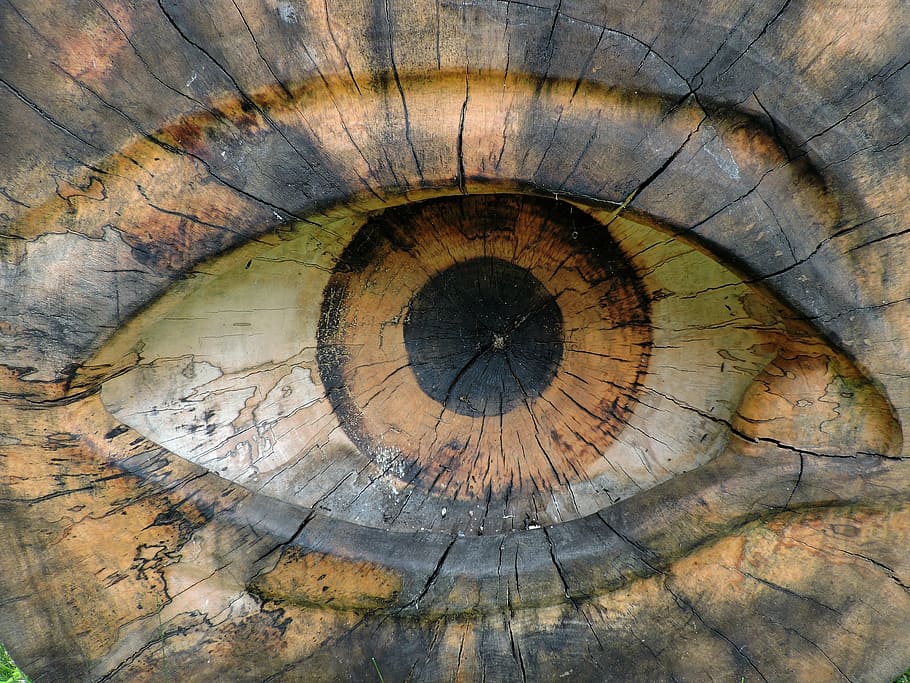 eye, wood, close, carved, wood carving, tree, nature, art, concentric