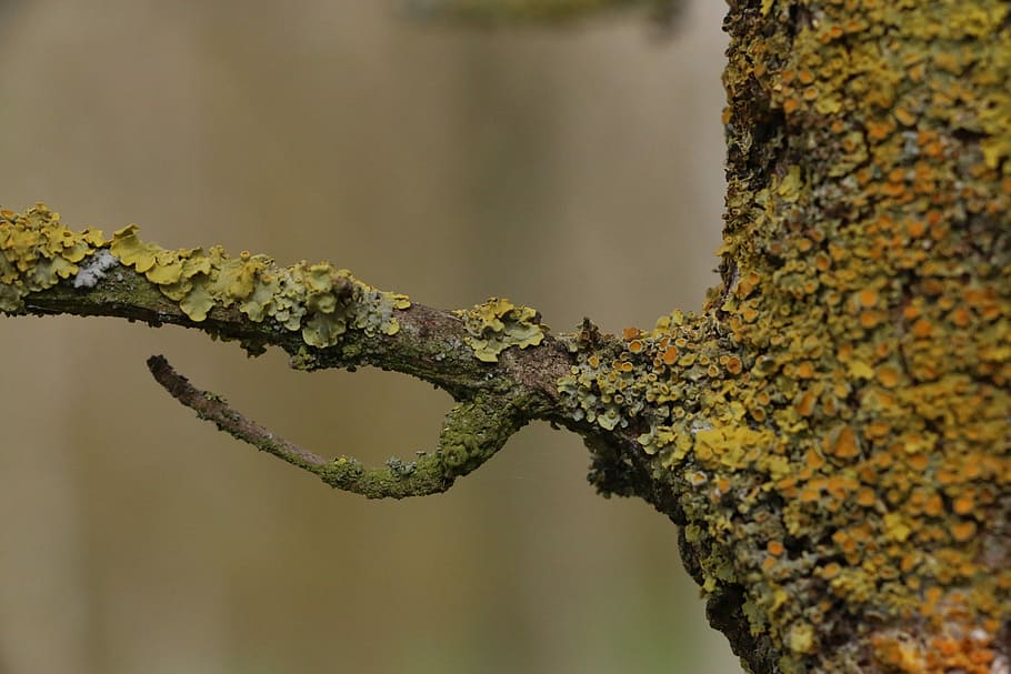 nature, macro, tree, branch, flora, campaign, trees, hill, piemonte HD wallpaper