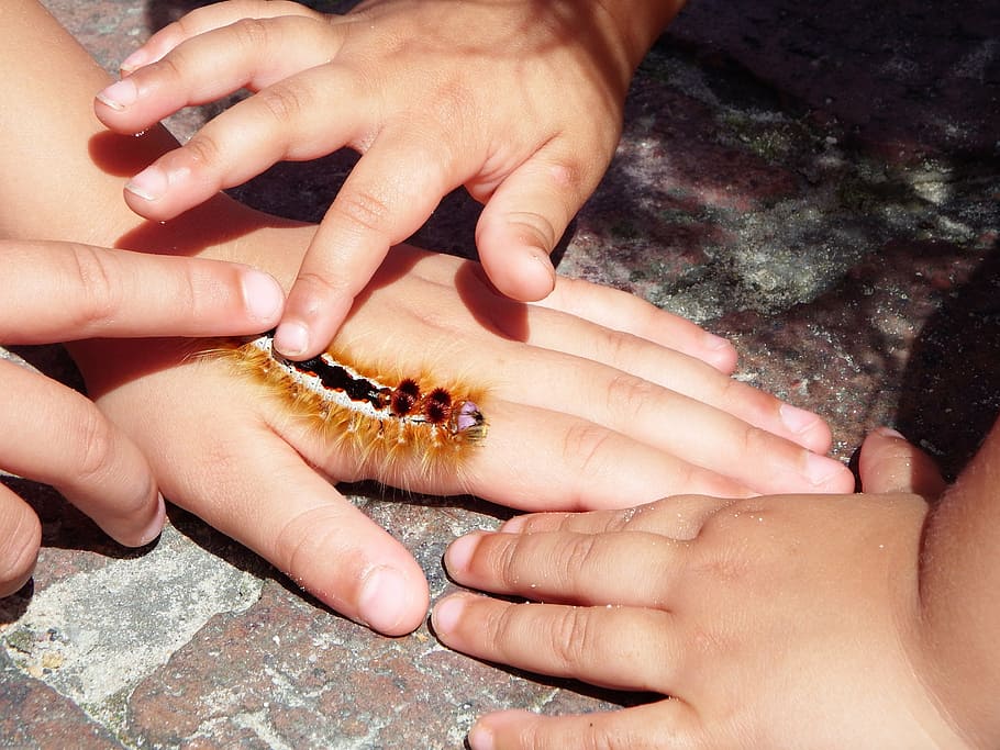 caterpillar, hands, insect, kids, creature, human hand, human body part HD wallpaper