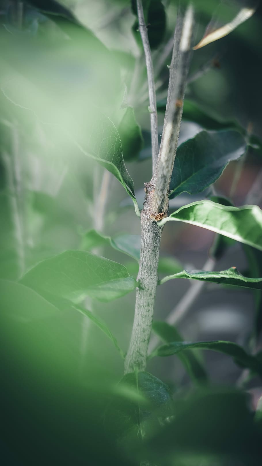 photo brown plant branch, close-up photography of green leaf plant HD wallpaper