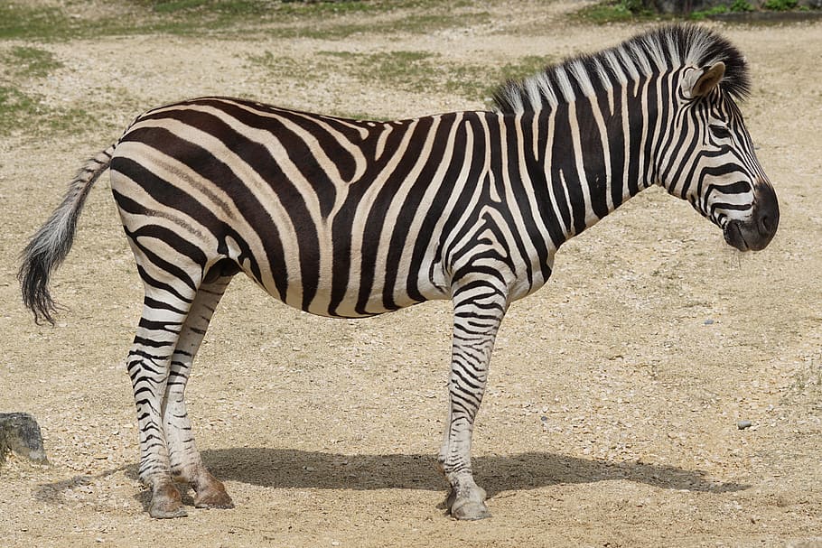 zebra standing on gray soil, chapman burchell's zebra, like a horse, HD wallpaper