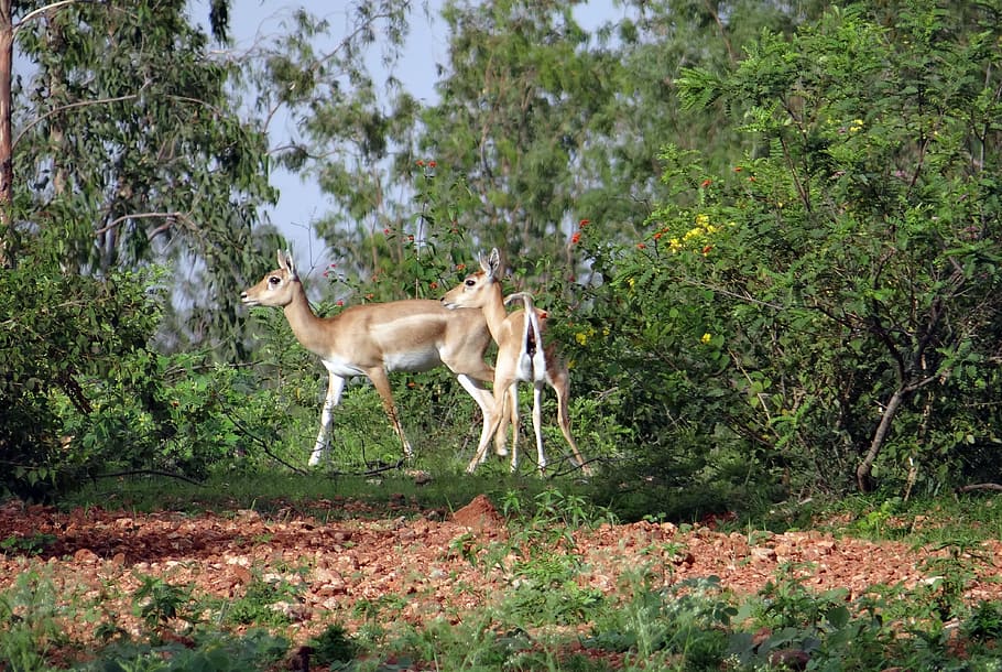 Blackbuck 1080p 2k 4k 5k Hd Wallpapers Free Download Wallpaper Flare