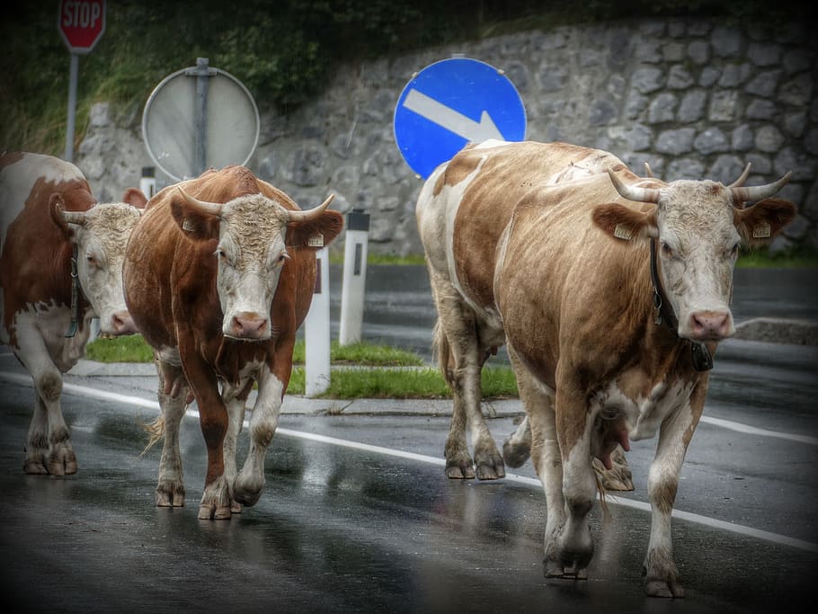 Cows, Road, Shield, livestock, domestic cattle, domestic animals HD wallpaper