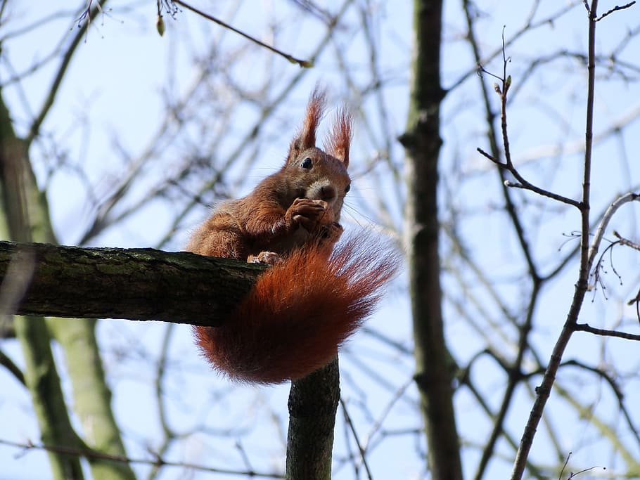 tree, winter, nature, the squirrel, at the court of, walnut HD wallpaper