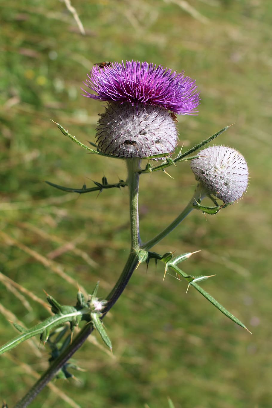 thistle, thistles, summer, meadow, thistle flower, plant, flowering plant HD wallpaper