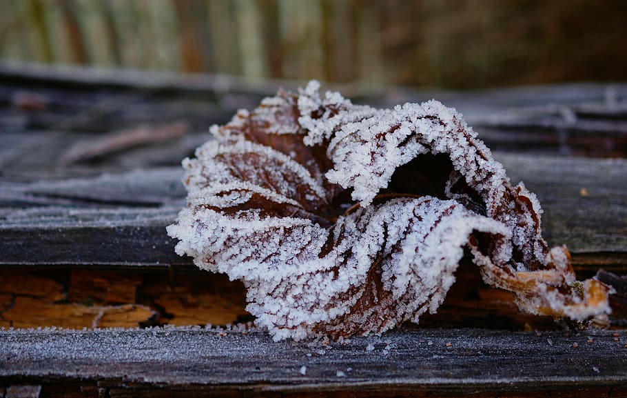 frost, leaf, frozen, winter, hoarfrost, cold, leaves, close HD wallpaper