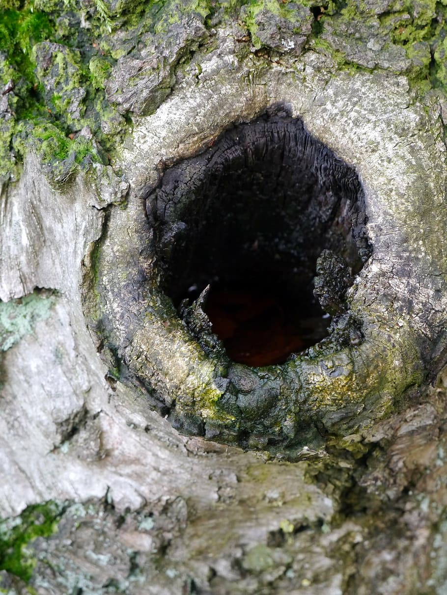 tree, wood, morsch, hole, knothole, nature, close-up, no people HD wallpaper