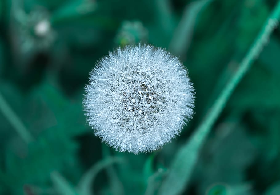 selective focus photography of a dandelion clock, closeup photo of dandelion HD wallpaper