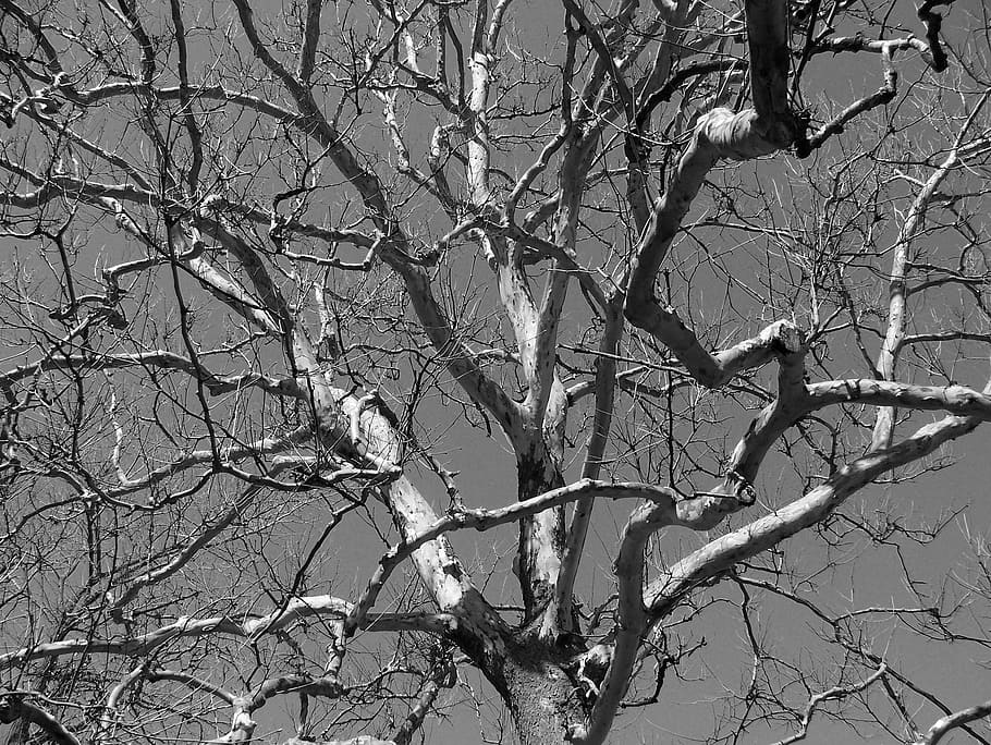 tree, dead, gnarled, limbs, branches, winter, bare tree, plant