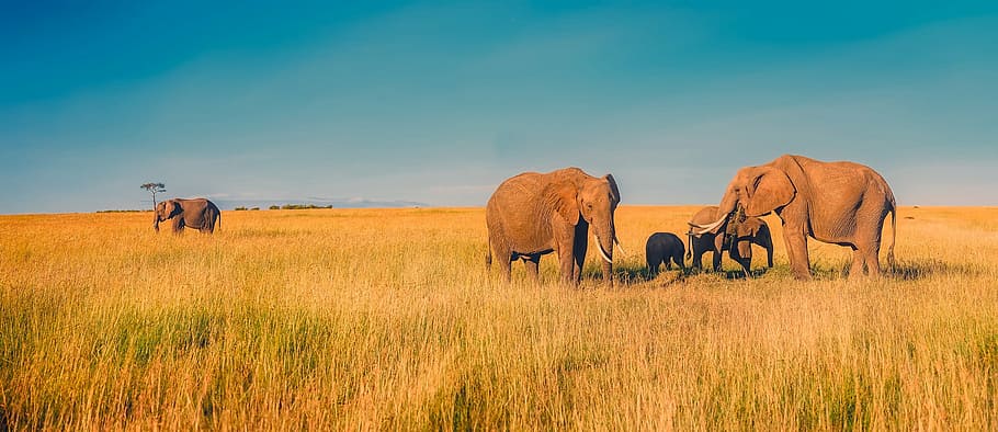 brown elephants on green grass field photo during daytime, africa