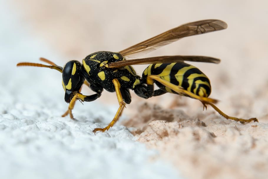 wasp, insect, close, nature, animal, animals in the wild, animal wildlife HD wallpaper
