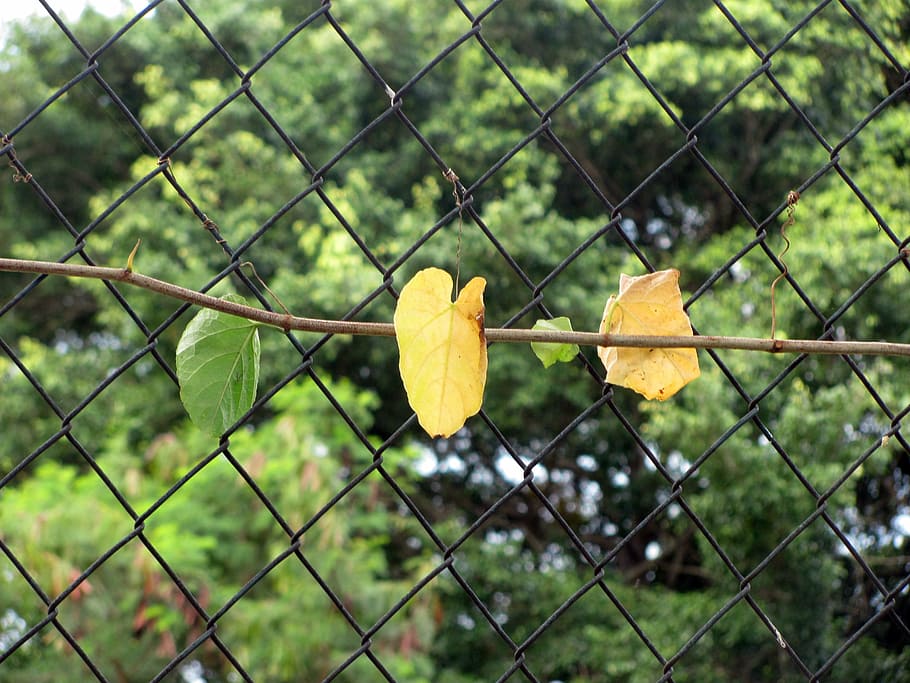 creeper, leaves, grid, wire, garden, plant, flora, plants, nature HD wallpaper