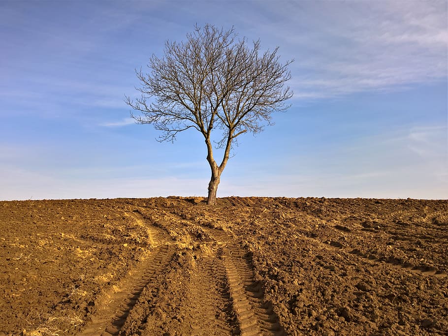 tree, alone, landscape, nature, soil, agriculture, outdoors HD wallpaper