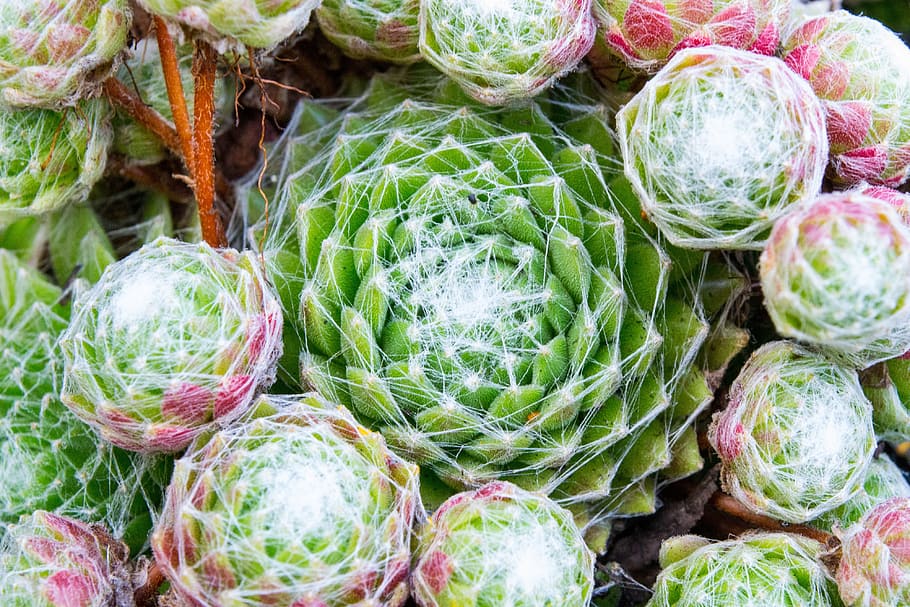 blossom, bloom, cactus, close, green, nature, food, market HD wallpaper