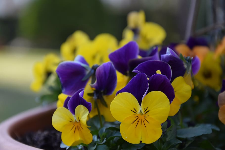 pansy, april, spring, nature, blossom, bloom, colorful, springtime HD wallpaper