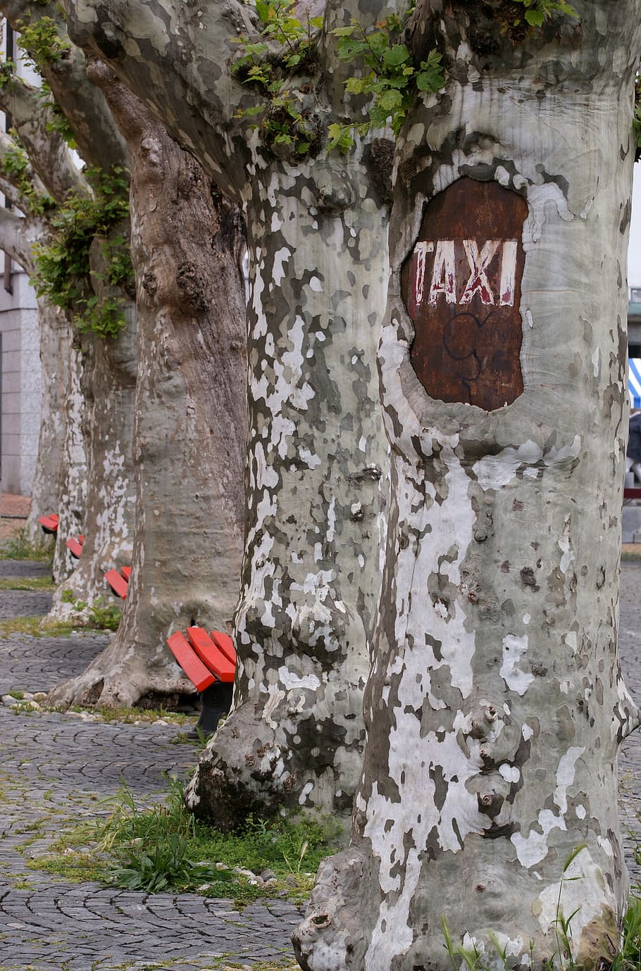 taxi, stop, tree, shield, log, park, bank, benches, gnarled HD wallpaper