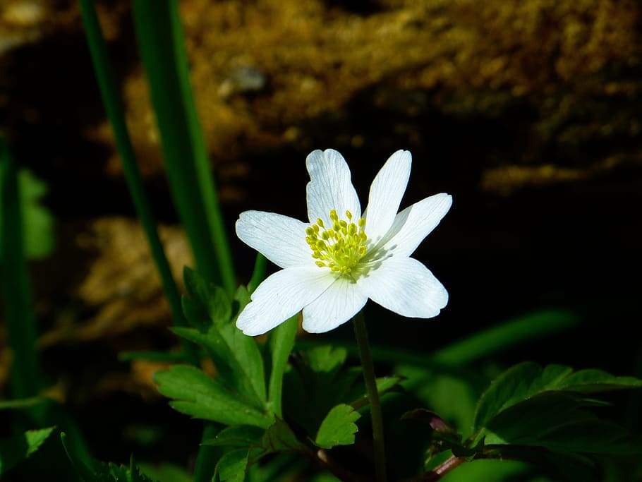wood anemone, spring, flower, blossom, bloom, white, nature, HD wallpaper