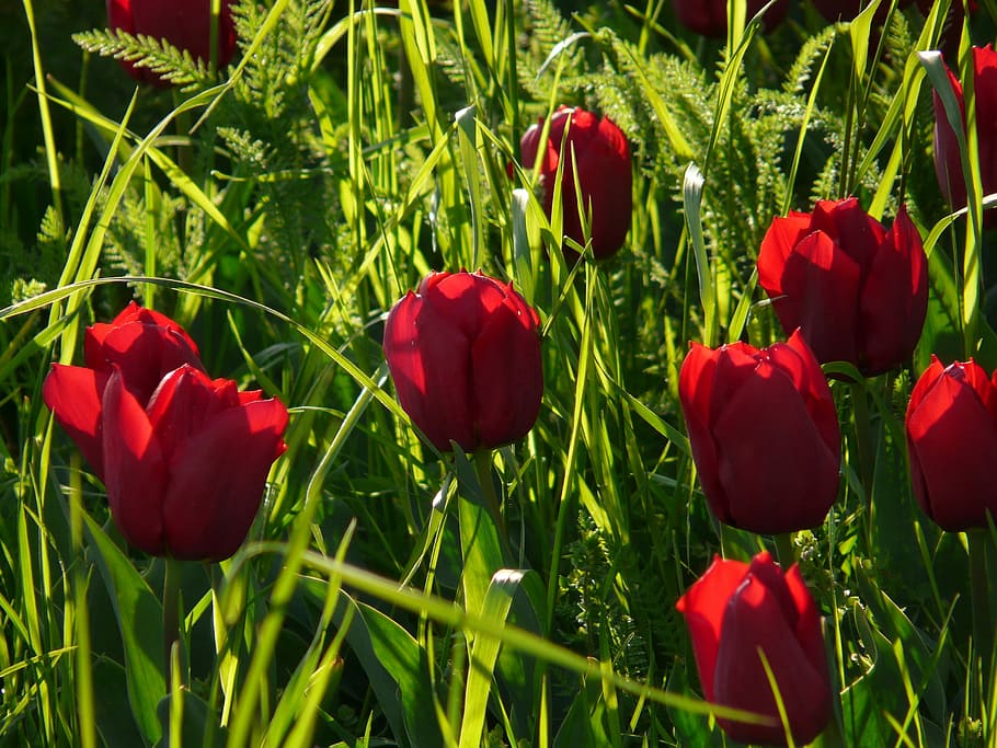 Tulip, Field, Tulips, Purple, Back Light, tulip field, seem, HD wallpaper