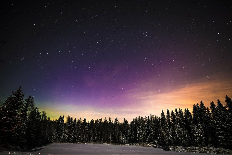 pine tree under Northern Light, aurora, winter, night, cold temperature HD wallpaper