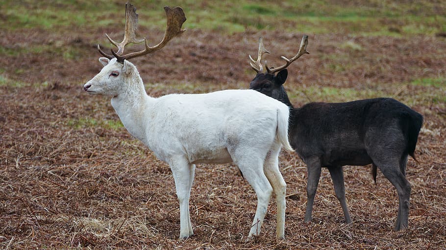 two white and black bucks, deer, stag, red, mammal, nature HD wallpaper