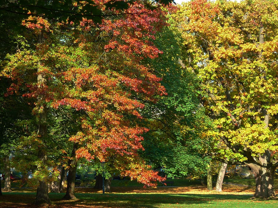maple leaf, beech leaves, colored leaves, freshly fallen, fall leaves HD wallpaper