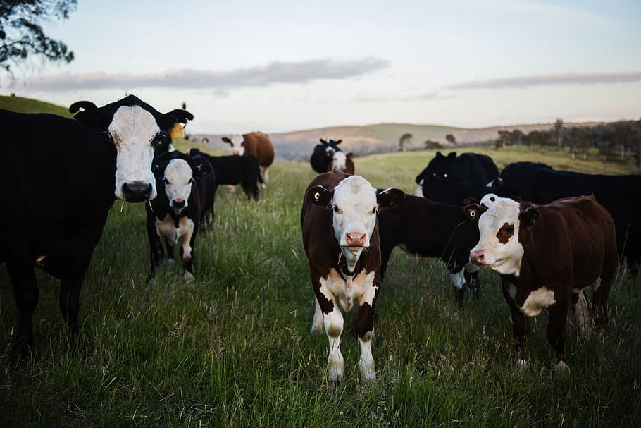 Close-up Photography of Cows, agriculture, animals, beef cattle